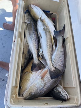 Redfish, Speckled Trout Fishing in Rockport, Texas