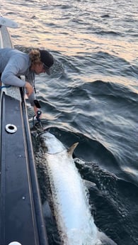 Tarpon Fishing in Galveston, Texas