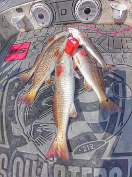 Redfish, Speckled Trout / Spotted Seatrout fishing in Rio Hondo, Texas