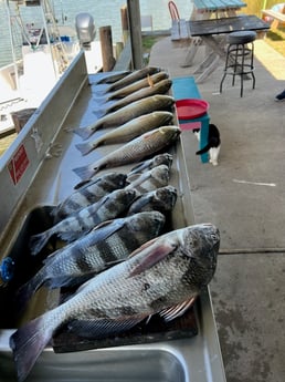 Black Drum, Redfish Fishing in Galveston, Texas