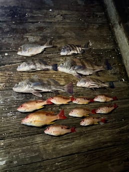 Fishing in Port Orange, Florida