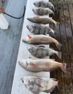 Black Drum, Redfish Fishing in Rockport, Texas