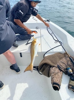 Redfish Fishing in Pensacola, Florida