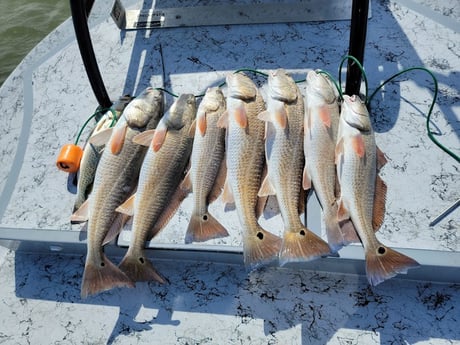 Redfish, Speckled Trout / Spotted Seatrout Fishing in Rio Hondo, Texas