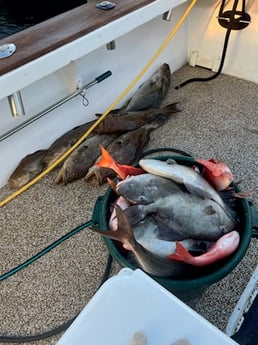 Gag Grouper, Triggerfish, Vermillion Snapper Fishing in Orange Beach, Alabama