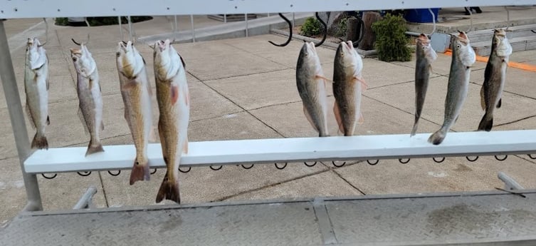 Redfish, Speckled Trout / Spotted Seatrout Fishing in Rio Hondo, Texas