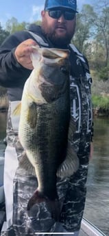 Largemouth Bass Fishing in Alba, Texas