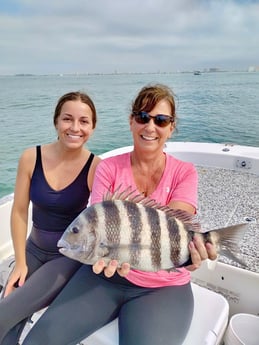 Sheepshead Fishing in Sarasota, Florida