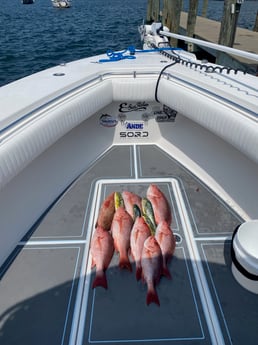 Mahi Mahi / Dorado, Red Grouper, Red Snapper fishing in Destin, Florida