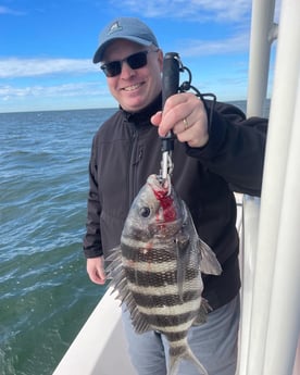 Sheepshead Fishing in Sarasota, Florida