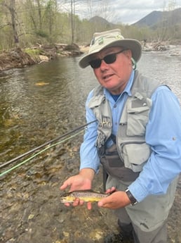 Brown Trout fishing in Leicester, North Carolina