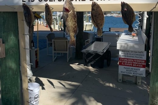 Flounder, Gag Grouper Fishing in