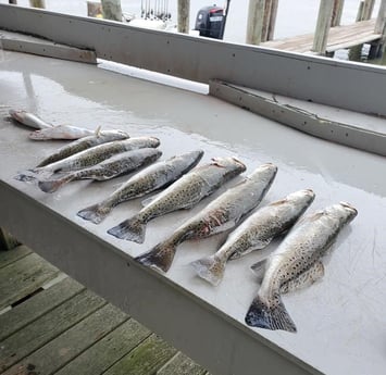 Speckled Trout / Spotted Seatrout Fishing in Galveston, Texas