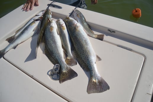 Speckled Trout / Spotted Seatrout fishing in Corpus Christi, Texas