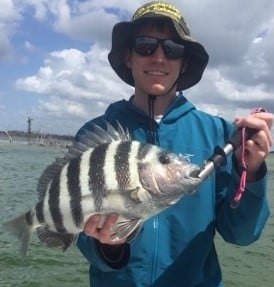 Sheepshead fishing in Naples, Florida