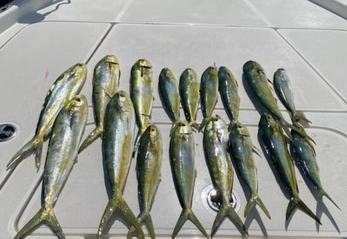 Mahi Mahi / Dorado fishing in Pensacola, Florida