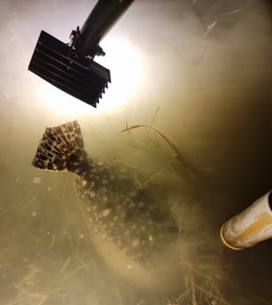 Flounder Fishing in Rio Hondo, Texas