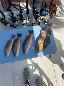 Fishing in Key Largo, Florida