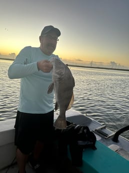 Black Drum Fishing in Corpus Christi, Texas