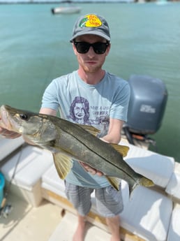 Snook fishing in Sarasota, Florida