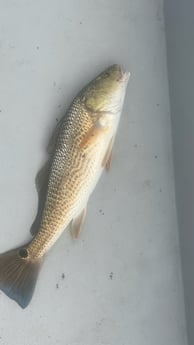 Redfish fishing in Santa Rosa Beach, Florida