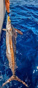 Blue Marlin Fishing in Galveston, Texas