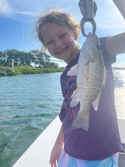 Mangrove Snapper Fishing in Sarasota, Florida