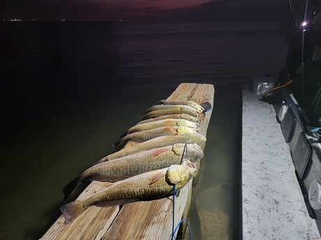 Redfish, Speckled Trout / Spotted Seatrout Fishing in Rio Hondo, Texas