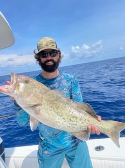 Gag Grouper fishing in Sarasota, Florida