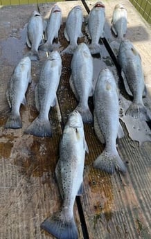 Speckled Trout / Spotted Seatrout fishing in Texas City, Texas