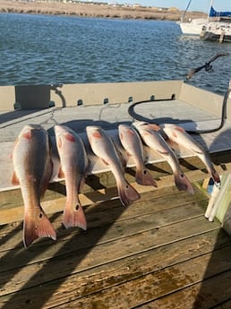 Redfish fishing in Port Aransas, Texas