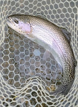 Rainbow Trout fishing in Broken Bow, Oklahoma