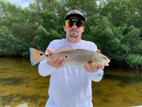 Redfish Fishing in Tampa, Florida