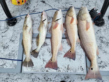 Redfish, Speckled Trout Fishing in South Padre Island, Texas