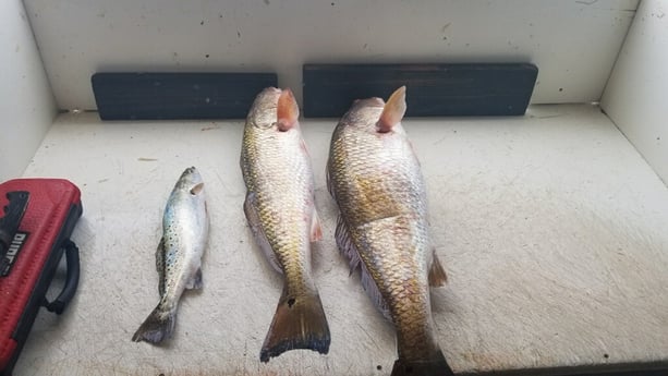 Redfish, Sheepshead fishing in Port O&#039;Connor, Texas