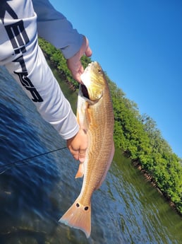 Redfish Fishing in Clearwater, Florida