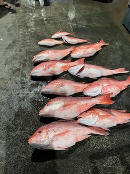 Red Snapper fishing in Galveston, Texas