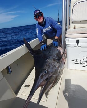Black Marlin Fishing in Tampa, Florida