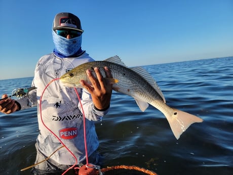 Redfish Fishing in Rio Hondo, Texas