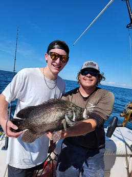 Tripletail fishing in Clearwater, Florida