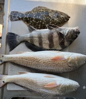 Black Drum, Flounder, Redfish fishing in St. Augustine, Florida