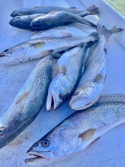 Speckled Trout Fishing in South Padre Island, Texas