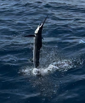 Fishing in Key West, Florida