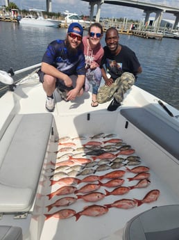 Black Seabass, Scup, Vermillion Snapper Fishing in Pensacola, Florida