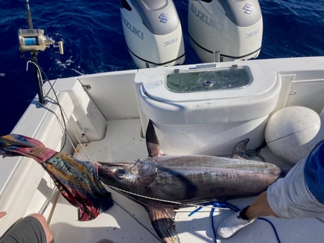 Swordfish Fishing in Marathon, Florida