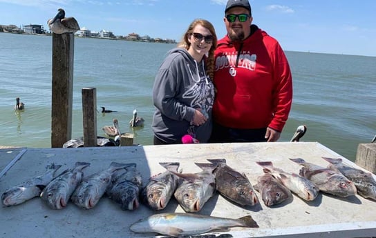 Black Drum, Speckled Trout / Spotted Seatrout fishing in Galveston, Texas