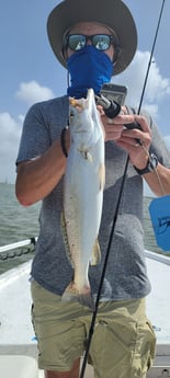 Speckled Trout / Spotted Seatrout fishing in Galveston, Texas