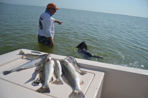 Speckled Trout / Spotted Seatrout fishing in Corpus Christi, Texas