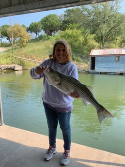 Striped Bass fishing in Whitney, Texas