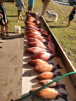 Mangrove Snapper, Red Snapper Fishing in Port St. Joe, Florida